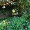 Plants: image 132 Of 208 Thumb
